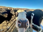 The cows on the Stanko ranch in northwest Colorado are fed cookies as treats. When they don't get any, they resort to trying to lick humans. 