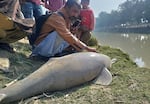 This dolphin died after being stranded in the shallow waters of the Indus River.