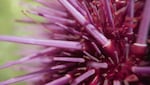 A close-up of a purple sea urchin.