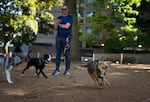 Daniel Crosier watches dogs play at the dog park on Southwest 11th Avenue and Southwest Market Street on May 21, 2026 in Portland, Ore.