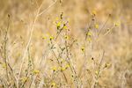 Yellow Star thistle.