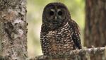 Northern spotted owl.