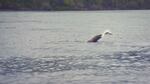 A sea lion thrashes its head, tossing the salmon it has caught to break it up smaller to eat.