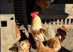 FILE - Chickens stand in a holding pen at Ettamarie Peterson's farmin Petaluma, Calif. on Thursday, Jan. 11, 2024. Avian flu has destroyed many backyard poultry farms in the Pacific Northwest, in addition to larger commercial operations.