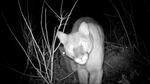 A black-and-white image of a cougar staring directly at the camera.