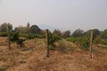 Smoke from the Eagle Creek Fire is seen from the seven-acre vineyard Cathedral Ridge Winery in Hood River, Oregon.