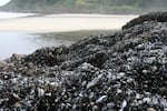 In this undated photo released by the U.S. Forest Service, a field of mussels can be seen at Cape Perpetua, Siuslaw National Forest.