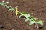 Test crops growing at Oregon State University’s 160-acre North Willamette Research and Extension Center in Aurora, Ore., July 1, 2022.