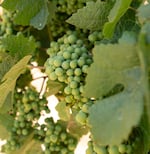 Grapes grow on the vines at Phelps Creek Winery in Hood River, Ore., on July 14, 2026. 