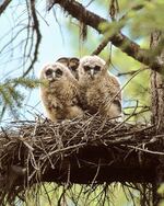 Spotted owls nesting in a rare stick nest. Jared Hobbs photographed this nest near Cayuse Creek in 2002.  One juvenille was eaten by a great horned owl and one died of starvation. The mother owl was placed in the Mountain View captive breeding program.