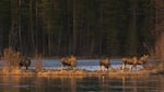 This undated photo, issued by SVT, shows Moose in Junsele, Sweden during preparations for the livestream 'The Great Moose Migration' to document the annual Moose migration near Kullberg in northern Sweden.