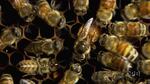 Honey bees have been observed kicking sick bees out of the hive. Scientists consider this a form of social distancing called exclusion.