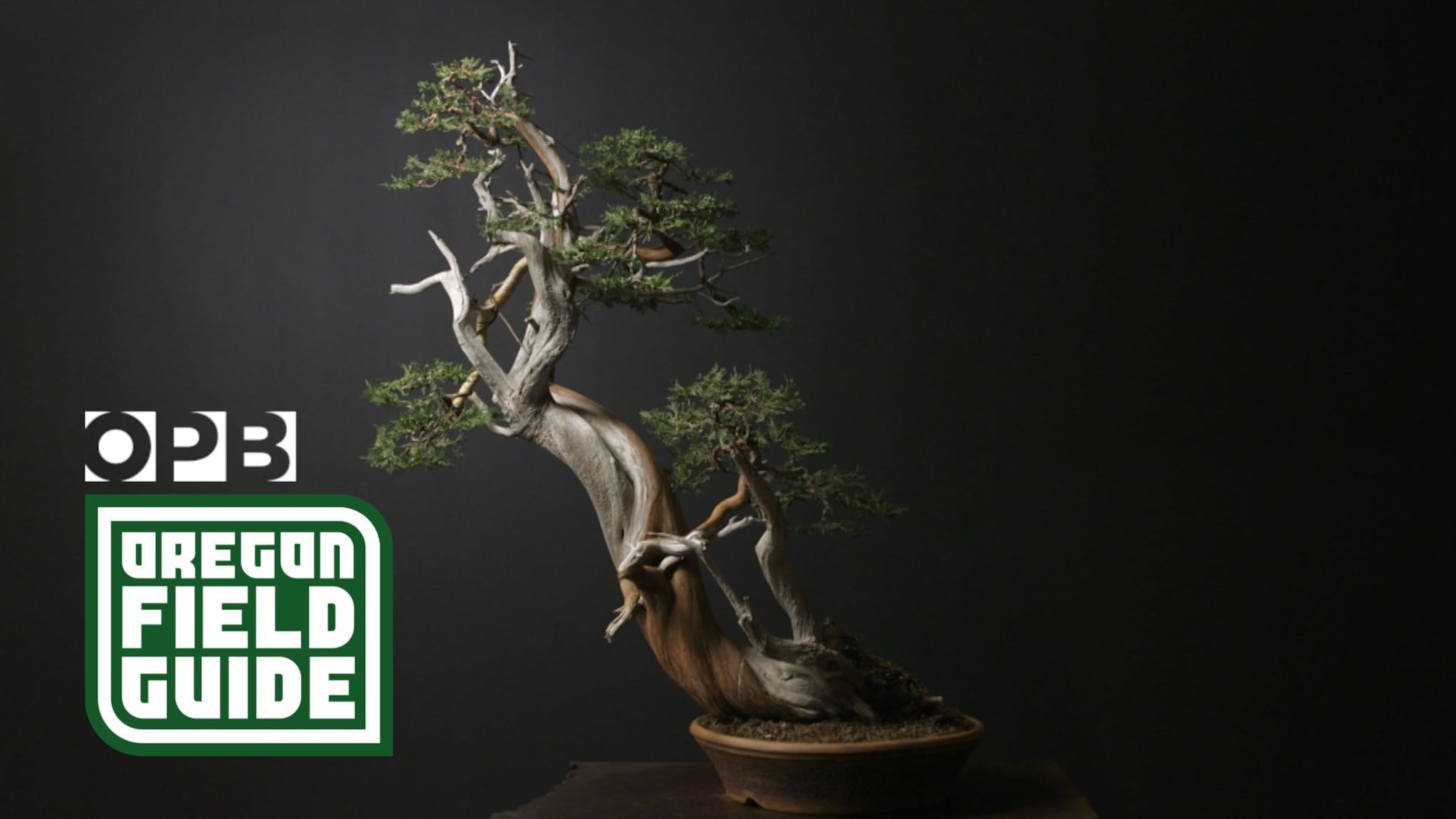 zwerg rhododendron bonsai Rhododendron Bonsai ( Rhododendron capitatum ) for Sale