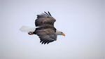 An American bald eagle stretches its wings in flight over the Columbia River Gorge