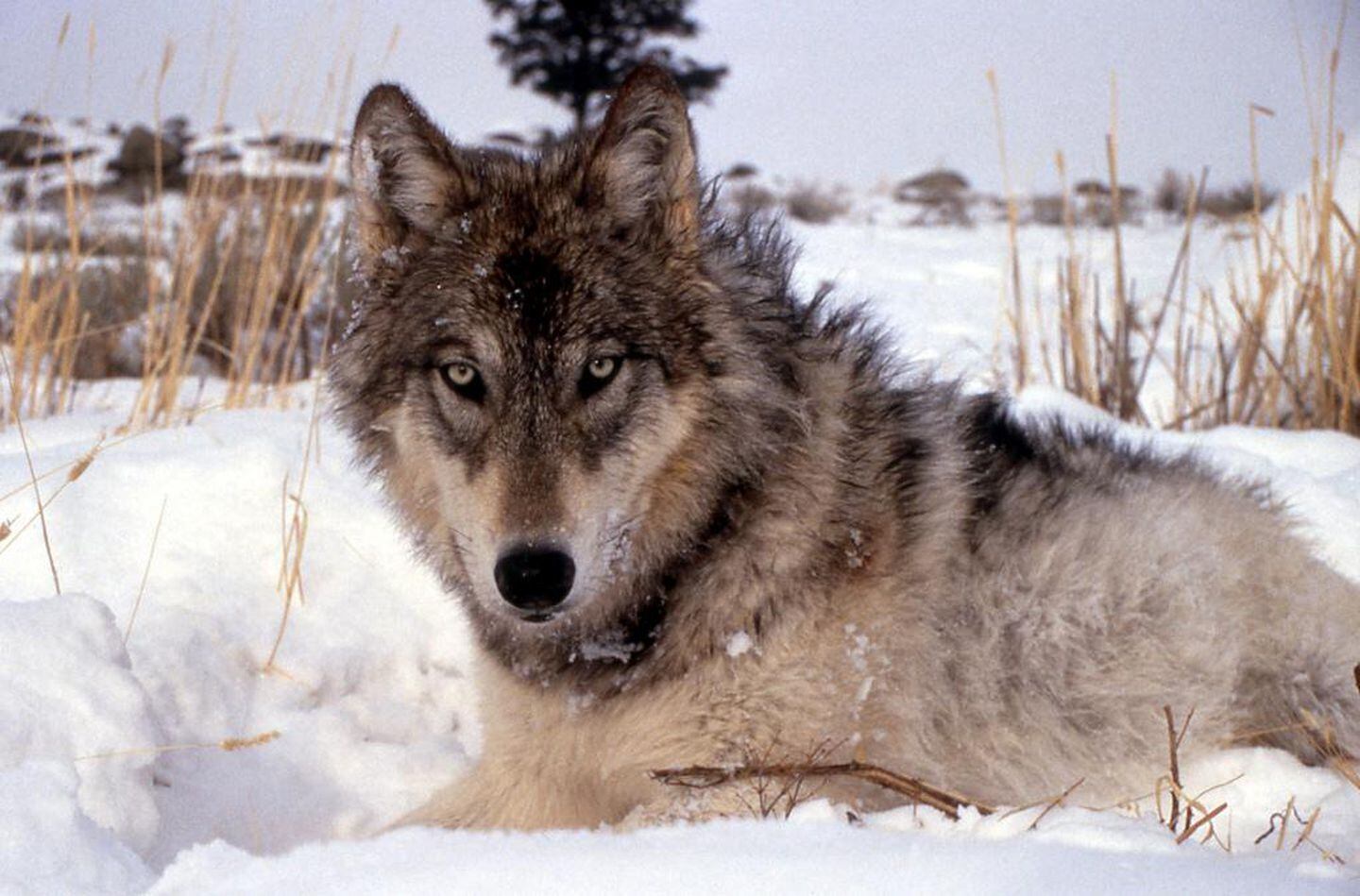 Groups argue for restored gray wolf protections as states authorize kills -  OPB