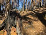 Burned trees in Blue River.