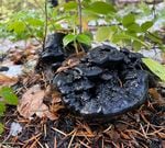 The Hydnellum regium mushroom, also known as "bear poop," is a rare find in the Gifford Pinchot National Forest in Southern Washington. This one was spotted Oct. 27, 2022.