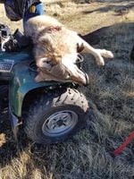 A photo released by Oregon State Police shows a gunshot wound to a wolf killed by an elk hunter in Union County, Oregon.