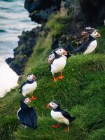 Hundreds of adult puffins can be seen at the cliffs where pufflings are set free.