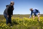 Kathy Bridges and her son Luke Fitzpatrick bend to view wildflowers in a fallow field at Santiam Valley Ranch in Turner, Ore., Thursday, April 15, 2021. They plan to convert the field previously used for intensive agriculture into a fish pond.