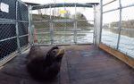 Oregon Department of Fish and Wildlife has installed two sea lion traps below Willamette Falls that could one day be used to lethally remove the animals to protect threatened fish.