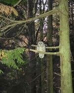 This barred owl attacked Kirsten Mathisen twice. "I don't want the owl to be put down or something. It's very beautiful," she says. Biologist Jonathan C. Slaght says owl-human confrontations are more common now because of the shrinking availability of dense forests that allow the owls to be more secluded.