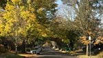 A tree canopy lining Portland's NE Knott Street on a late October day.