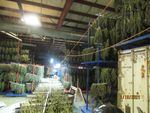 I warehouse is packed full of cannabis plants.