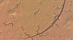 A bunch of squiggles as seen under a microscope, with a magnified eyelash in the center.