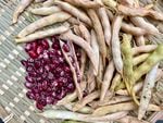 "Whipple" beans have burgundy skin flecked with white and pale pink speckles, making them sought-after by heirloom bean fanatics. Varieties like these fetch a hefty price on the commercial market.