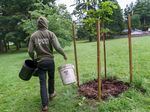 Armani Thomas, a neighborhood tree specialist with the Friends of Trees, finishes mulching and inspecting some big leaf maples planted at Columbia View Park in Gresham, July 6, 2022. 