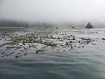 A rare healthy bull kelp bed floats near Port Orford Heads State Park in Port Orford, Ore.