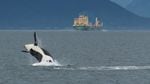 An orca bursts above the surface of Puget Sound with a boat in the background