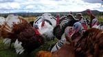 Turkeys at Rainshadow Organics will soon be headed for Thanksgiving dinner tables.