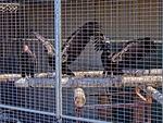 This image from a live web cam provided by Yurok Tribal Government shows California condors waiting for release in a designated staging enclosure on Tuesday.