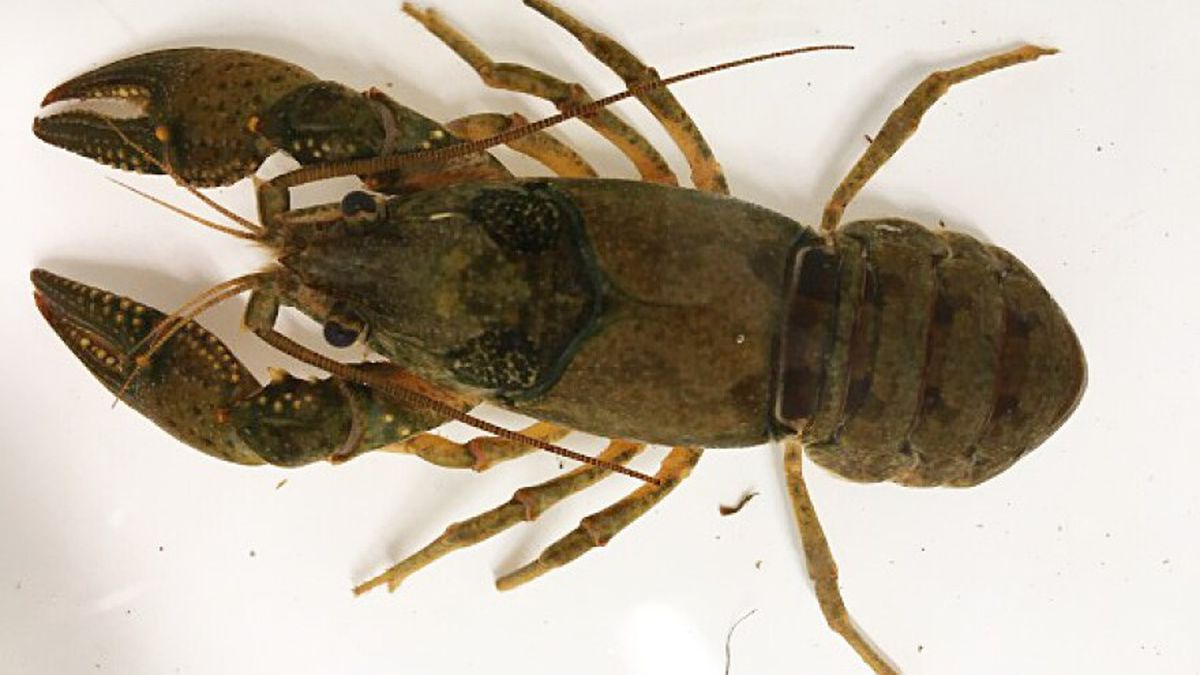 Invasive crayfish found in Oregon for the first time