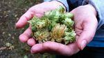 Robert Coffan grew most of the hops used in this batch of beer. 