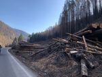 Hazard tree removal along Forest Service Road 46 near Detroit, where the Lionshead Fire burned more than 200,000 acres.