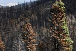 Trees stand after being scorched by the Hermits Peak/Calf Canyon Fire amid exceptional drought conditions in the area on June 2, near Mora, N.M.