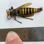 A hornet lies next to a ruler. It appears to be approximately 4 centimeters long, or just over 1.5 inches.