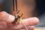 In this Oct. 7, 2020, photo provided by the Washington State Department of Agriculture, a live Asian giant hornet is affixed with a tracking device before being released near Blaine, Wash. Washington state officials say they were again unsuccessful at live-tracking an Asian giant hornet while trying to find and destroy a nest of the so-called murder hornets. The Washington State Department of Agriculture said Monday, Oct. 12, 2020, that an entomologist used dental floss to tie a tracking device on a female hornet, only to lose signs of her when she went into the forest.