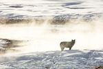 A wolf from the Wapiti Lake pack stands by a hot spring in Yellowstone National Park, Wyo., Jan. 24, 2018.