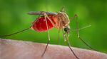 Most people infected with West Nile don’t feel sick. But one in five develop a fever and one in every 150 suffer a serious, sometimes fatal, illness.