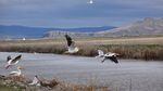 White Pelicans patrol Tule Lake.