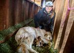 Rancher Shirley Shold breeds Akbash Kangal dogs for ranchers who want bigger livestock protection animals, now that wolves are in Eastern Oregon.