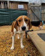 One of the beagles from Envigo that was rescued by Homeward Trails this year.